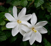 Gardenia thunbergia - White Gardenia Seeds