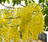 Cassia fistula - Golden Shower Tree Seeds