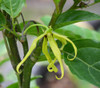 Cananga odorata - Ylang Ylang Seeds