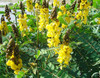 Senna alata - Candle Bush