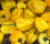 Habanero Pepper, Lemon Seeds