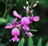 Indigofera australis - Indigo Seeds