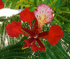 Delonix regia - Royal Poinciana Seeds Delonix regia - Royal Poinciana Seeds