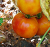 Hillbilly Tomato Seeds
