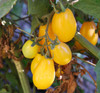 Yellow Plum Tomato Seeds