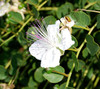 Capparis spinosa - Caper Seeds