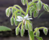 Borago officinalis - White Borage Seeds Borago officinalis - White Borage Seeds