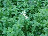Saponaria officinalis - Soapwort Seeds Saponaria officinalis - Soapwort Seeds