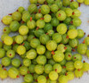 Ribes hirtellum - Gooseberry Seeds