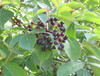 Sambucus canadensis - Elderberry Seeds