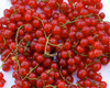 Ribes rubrum - Red Currant Seeds Ribes rubrum - Red Currant Seeds
