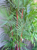 Cyrtostachys renda - Red Sealing Wax Palm Seeds