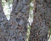 Quercus suber - Cork Bark Tree Seeds