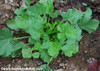 Althaea officinalis - Marsh Mallow Seeds