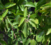 Cornus mas - Cornelian Cherry Seeds