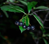 Prunus virginiana - Choke Cherry Seeds