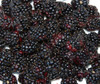 Rubus ursinus - Marionberry Seeds