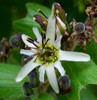 Passiflora bogotensis - Passiflora bogotensis Seeds