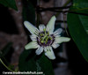 Passiflora colinvauxii -