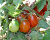 Black Plum Tomato Seeds