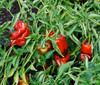 Ancho Chile Seeds
