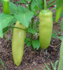 Yellow Hungarian Wax Pepper Seeds
