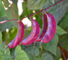Hyacinth Bean Seeds
