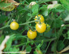 Snow White Cherry Tomato Seeds