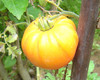 Pineapple Tomato Seeds