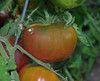 Carbon Tomato Seeds