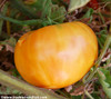 Hawaiian Pineapple Tomato Seeds