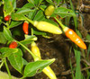 Tabasco Pepper Seeds