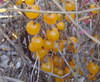Golden Currant Tomato Seeds