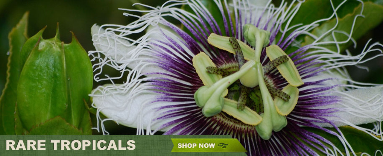 Rare Tropicals - Shop Now