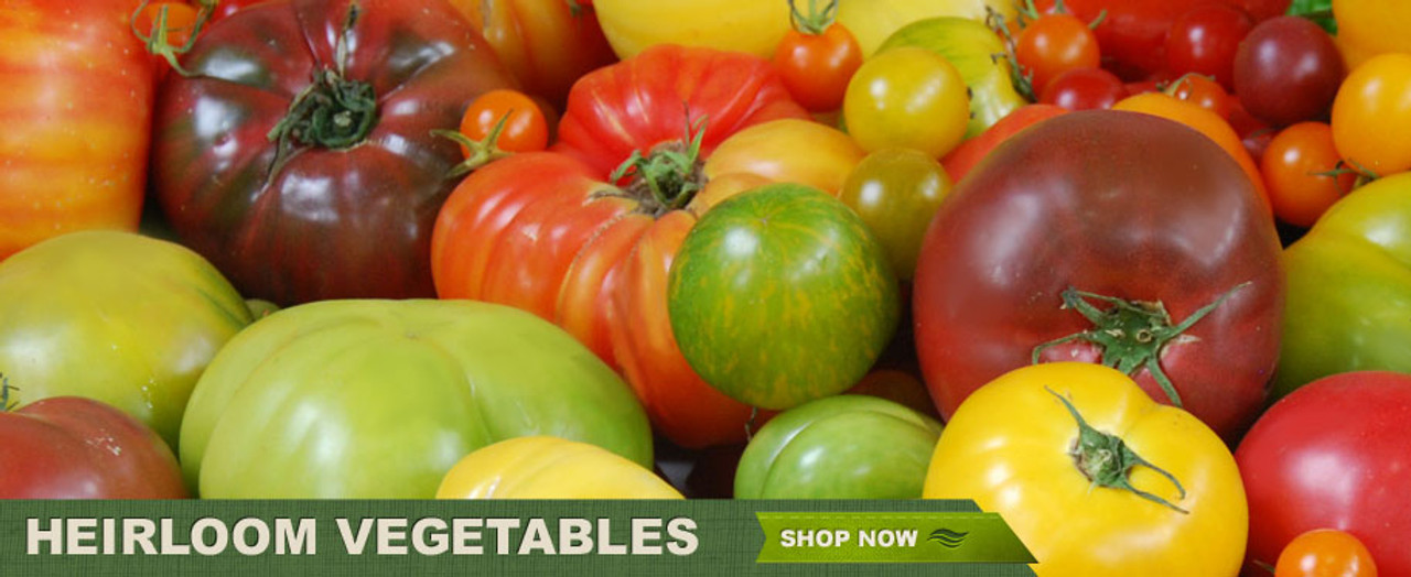 Heirloom Vegetables - Shop Now