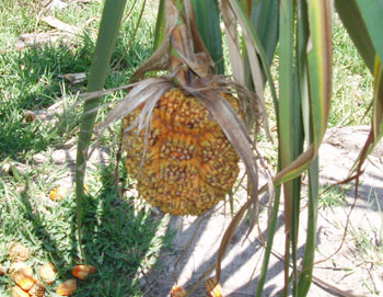 Pandanus utilis Screw Pine Seeds