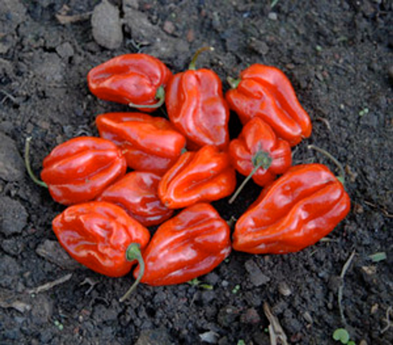 habanero red clothing