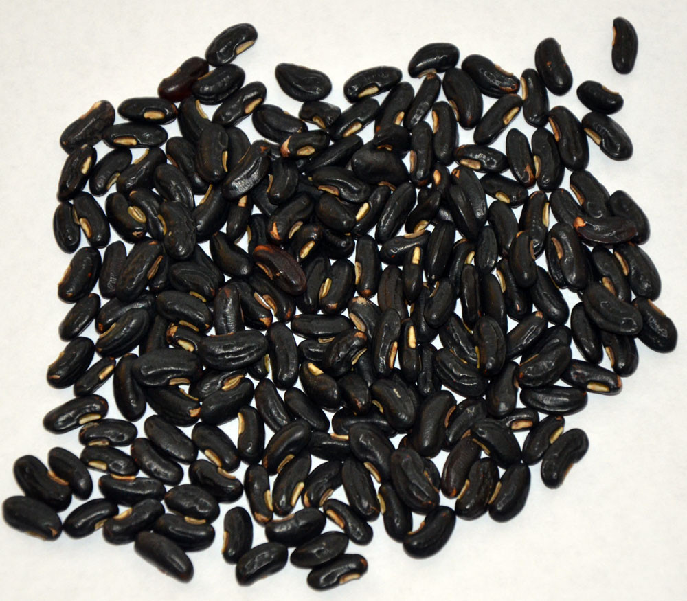 Black Valentine Bean Seeds