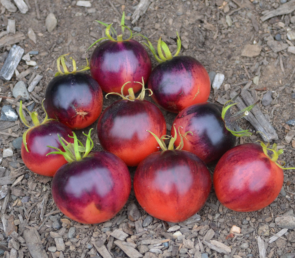 Atomic Sunset Tomato Seeds