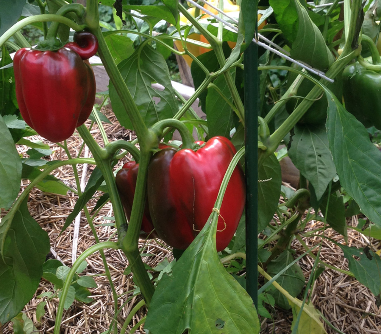 Pusa Ruby Tomato Seeds