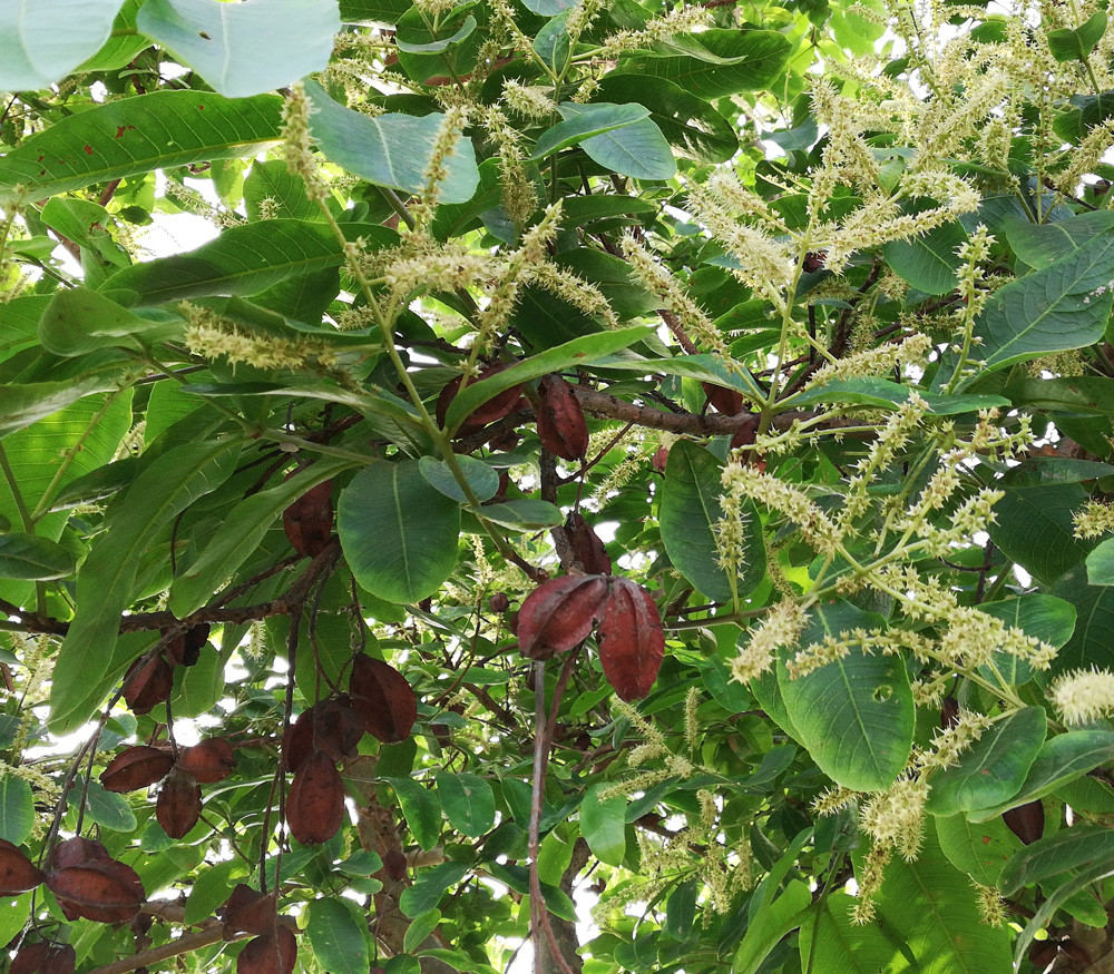 Terminalia catappa - Tropical Almond - Seeds