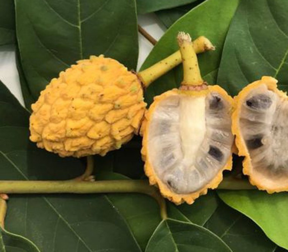 Annona purpurea - Soncoya - Seeds