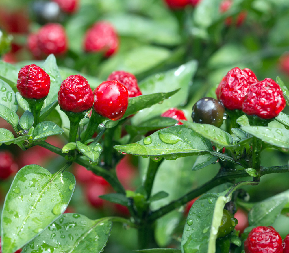 Tepin Pepper Seeds