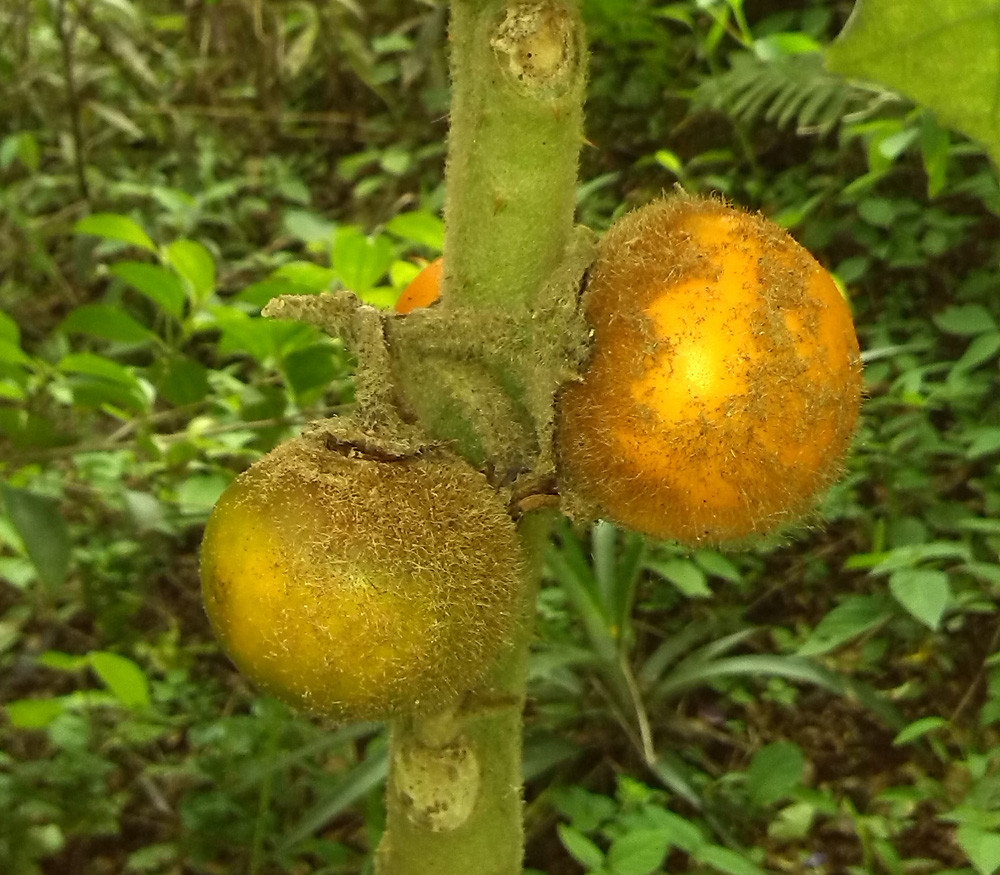Solanum quitoense - Naranjilla Seeds