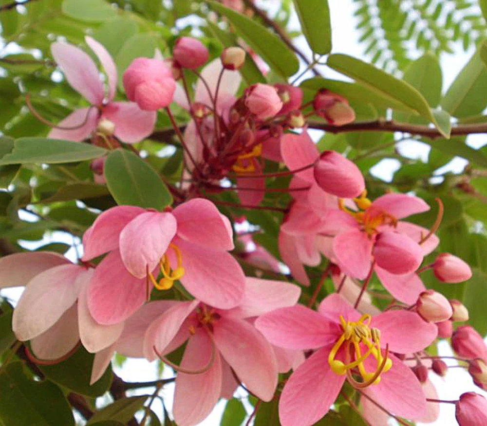 hanging eucalyptus plant 3 Green 41 in Silk Eucalyptus Leaves Hanging Artificial Plant Stems main image 0