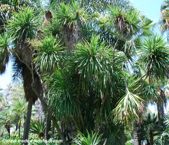 Cordyline australis - Giant Dracaena Seeds