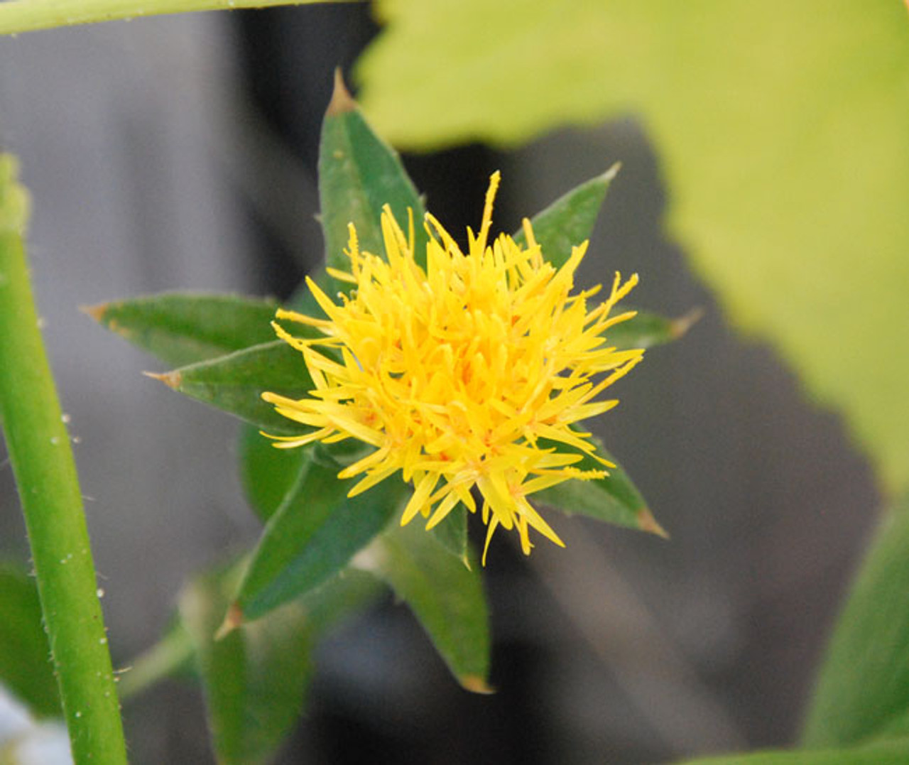 Safflower (Carthamus tinctorius), flower