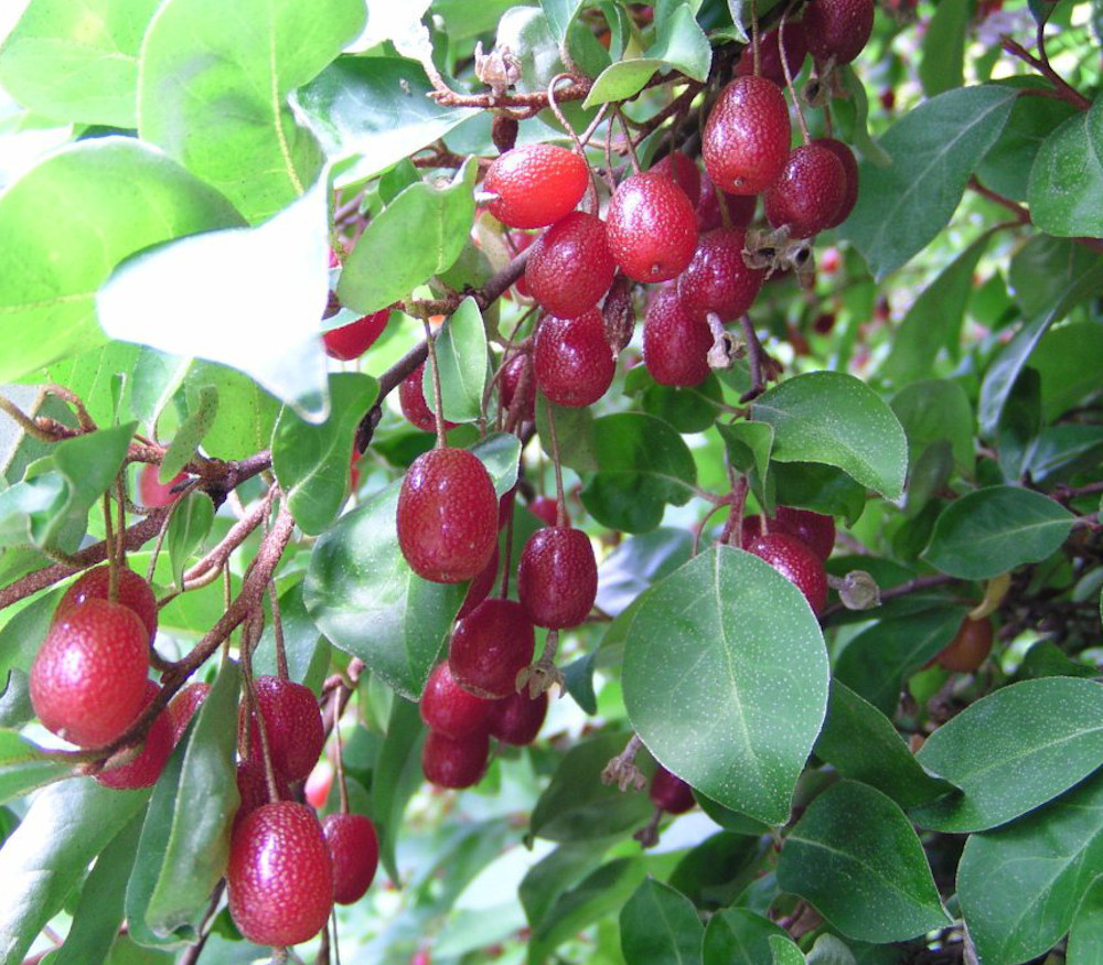 Elaeagnus multiflora - Goumi - Seeds