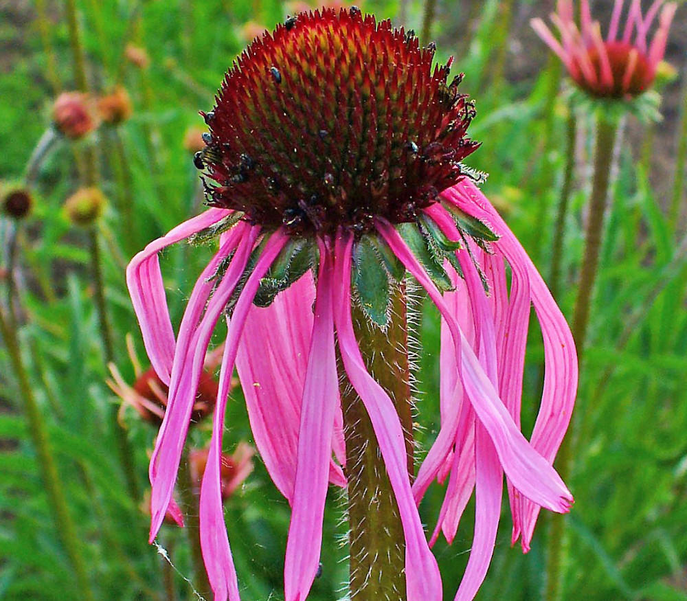 Echinacea pallida - Pale Purple Coneflower