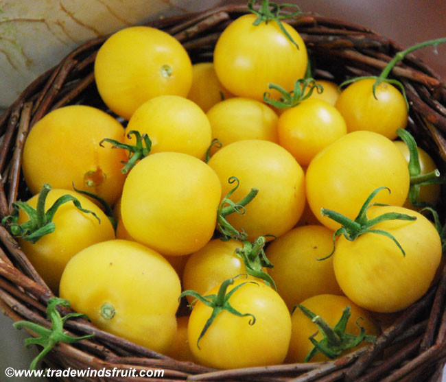 Wapsipinicon Peach Tomato Seeds